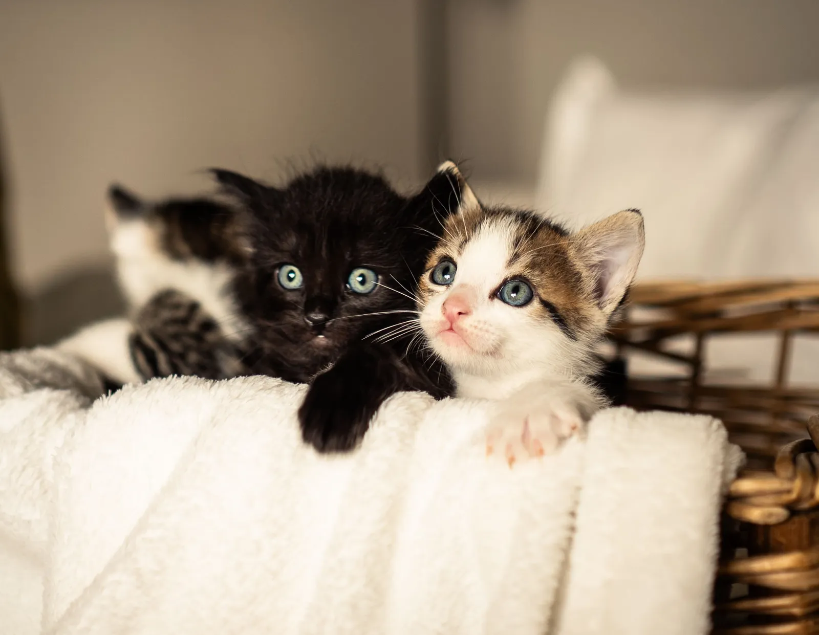 ANIMALES — RAW07504