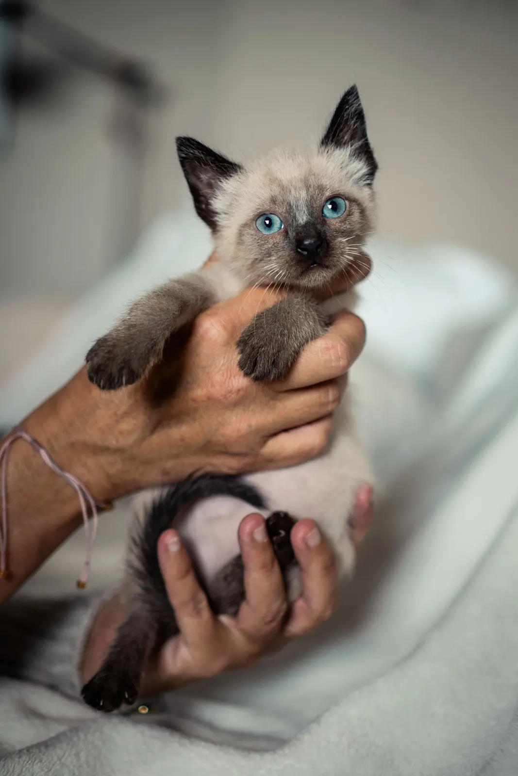 ANIMALES — RAW08566