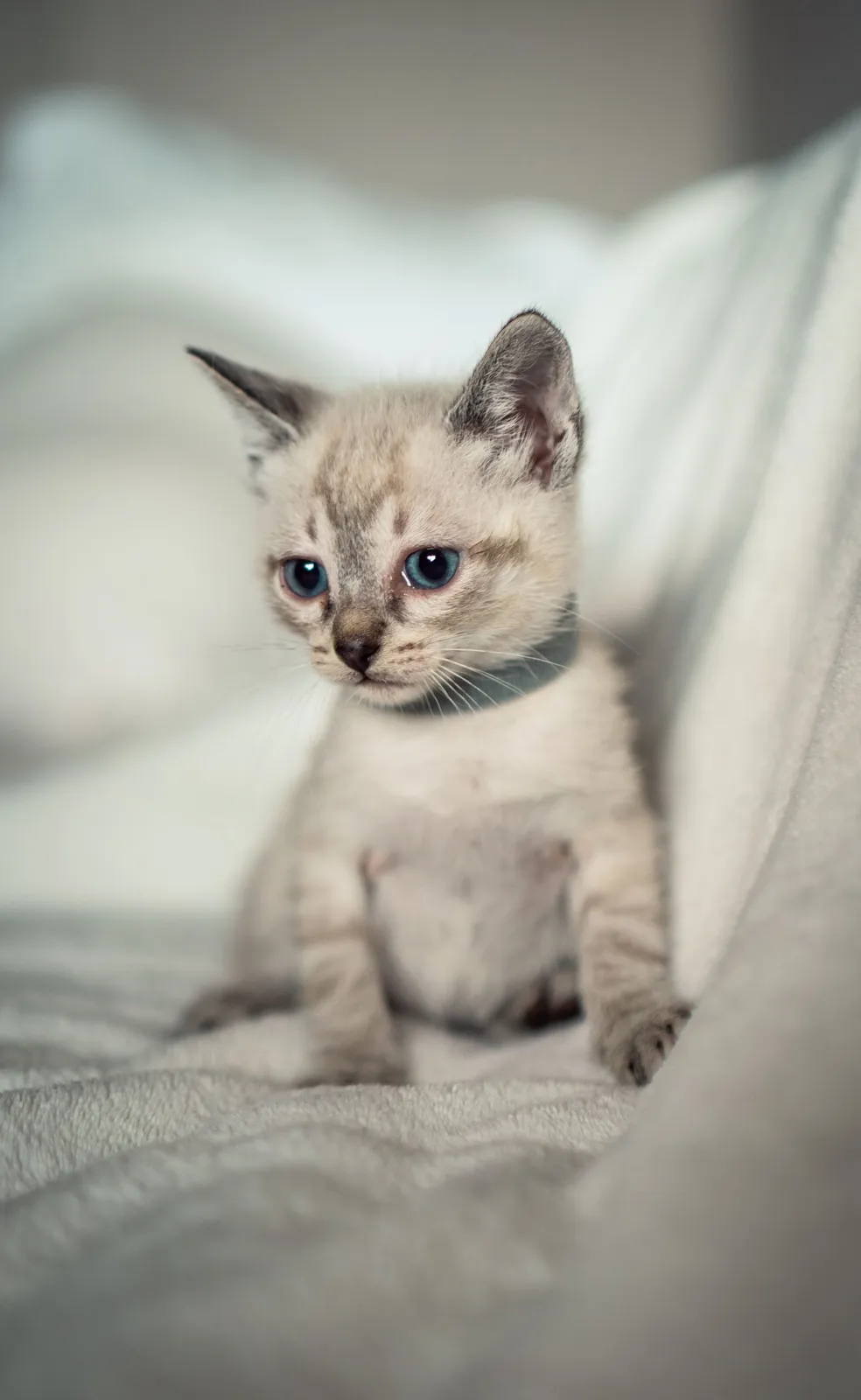 ANIMALES — RAW08633