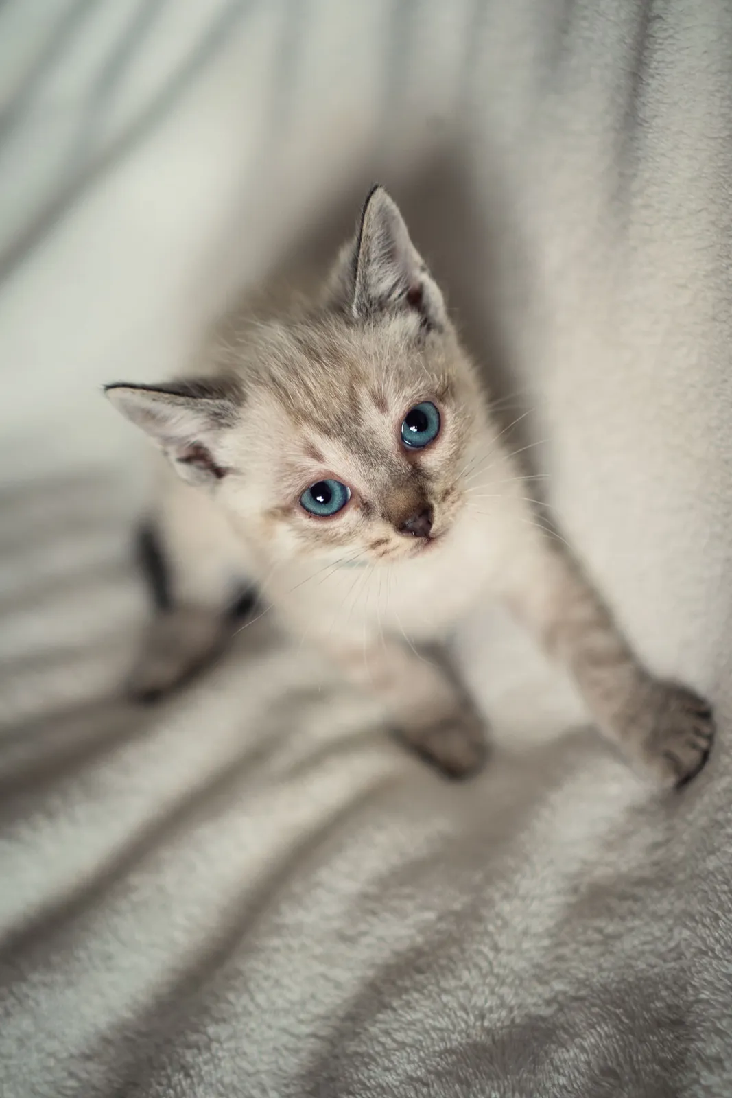 ANIMALES — RAW08645